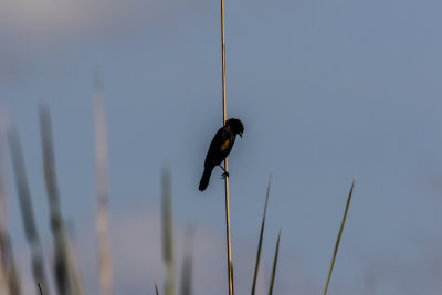 Fantailed_Widowbird_4696.jpg