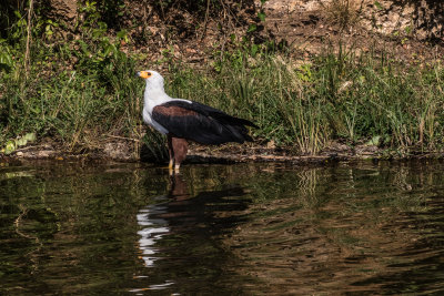 Fish_Eagle_4944.jpg
