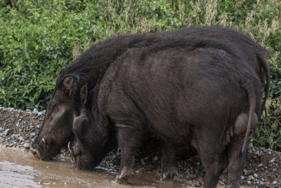 Forest_Hog_4974.jpg