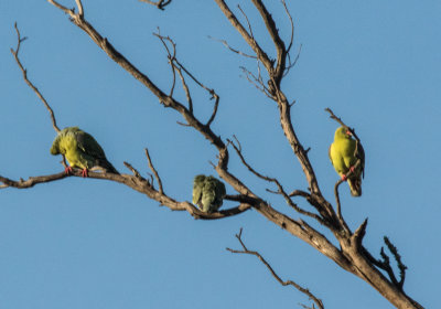 Green_Pigeon_4486.jpg