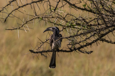 Grey_Hornbill_4844.jpg