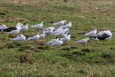 Gullbilled Tern & LBB Gull 5254