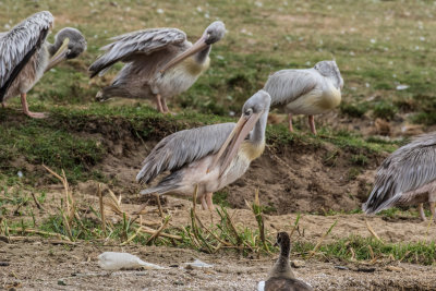 Pinkbacked_Pelican_5251.jpg