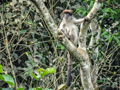 Red_Colobus_1753.jpg