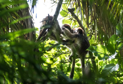 Red_Colobus_5365.jpg