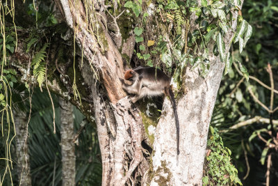 Red_Colobus_5379.jpg