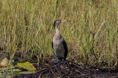 Reed_Cormorant_4709.jpg