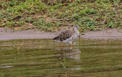 Ruff_5233.jpg