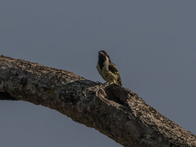 Spotflanked_Barbet_4871.jpg