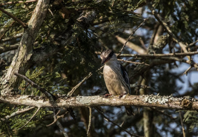 Striped_Kingfisher_4883.jpg