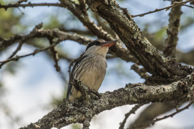 Striped_Kingfisher_4922.jpg
