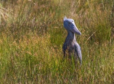 Shoebill_4803.jpg