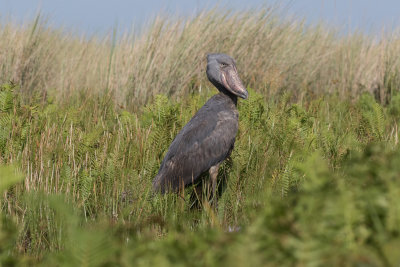 Shoebill_4653.jpg