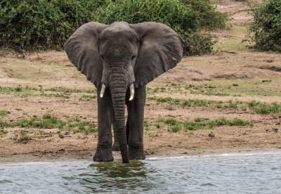 Elephant_5199.jpg