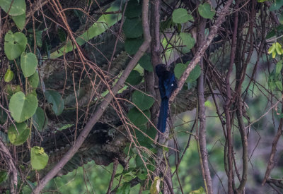 Green Wood-hoopoe 5097.jpg