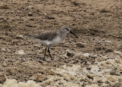 Curlew_Sandpiper_5161.jpg