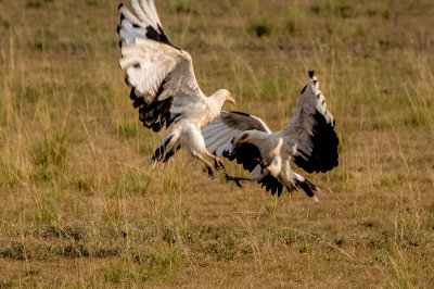 Egyptian_Vulture_5116.jpg
