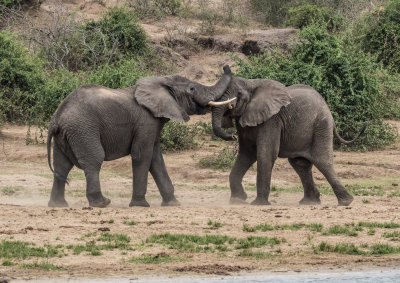 Elephant_5186.jpg