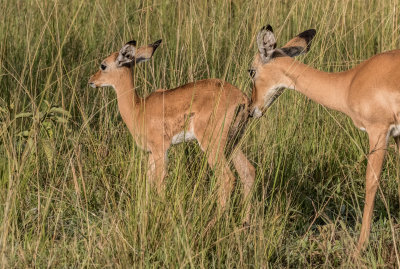 impala_4849.jpg
