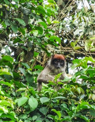 Red_Colobus_1754.jpg