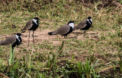 Blacksmith_Plover_5226.jpg