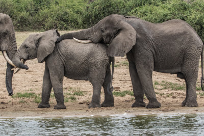 Elephant_5202.jpg