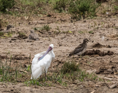 Spoonbill_5168.jpg