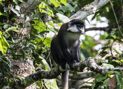 Red_tailed_Monkey_5373.jpg