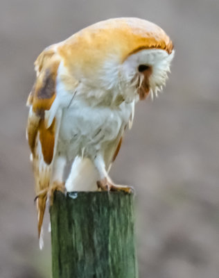 Barn Owl 163