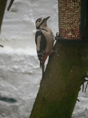 Great Spotted Woodpecker 409