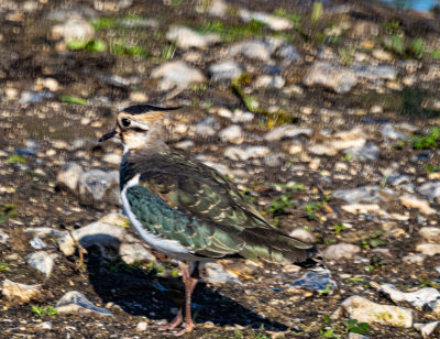 Northern Lapwing 0040