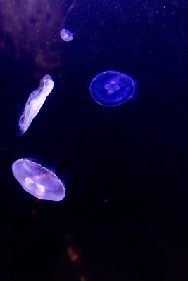 DD4A9983.jpg