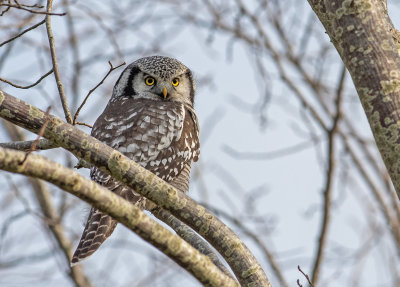 Northern Hawk Owl - Høgeugle