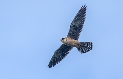 Red-footed Falcon - Aftenfalk