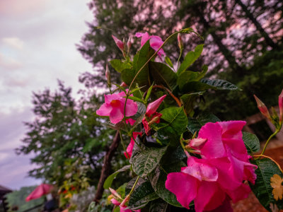 P5301454.jpg