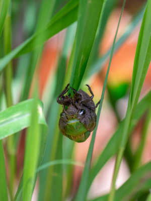 Locust Molting