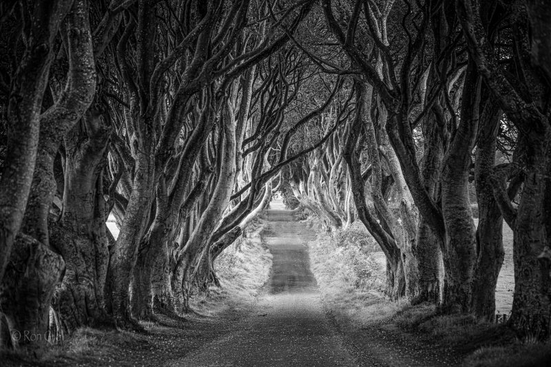 Ireland_Devrock_dark_hedges.jpg
