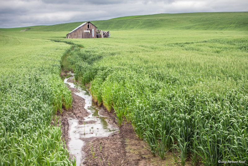 Barn in Wheat Field