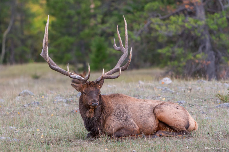 Bull Elk at Rest