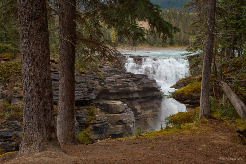 Athabasca in the Trees