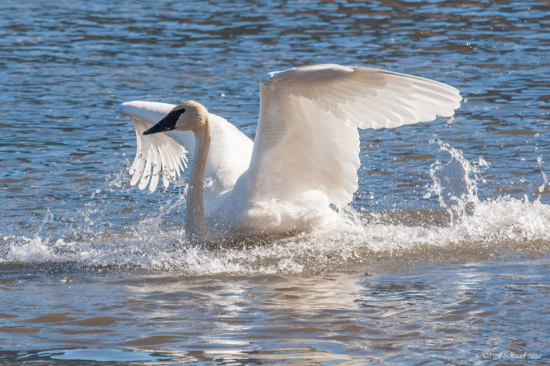 Swan II