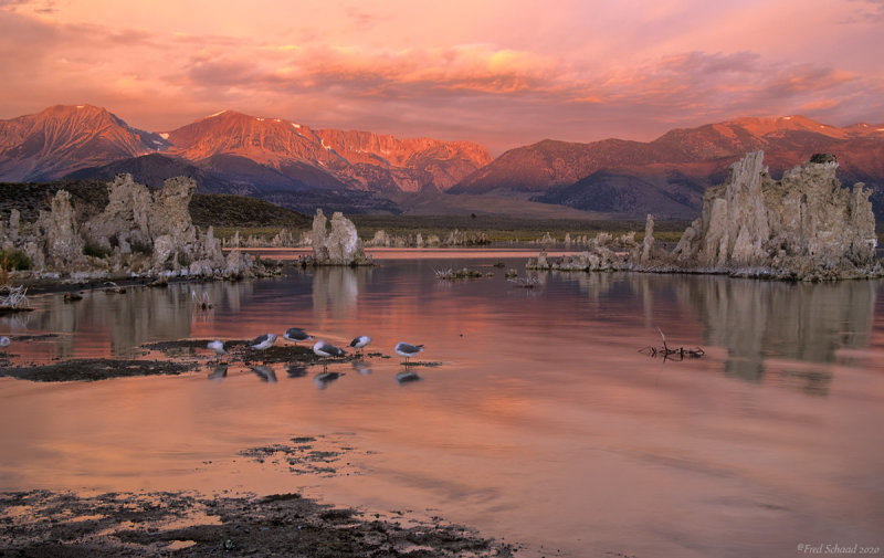 Mono Lake at Dawn II