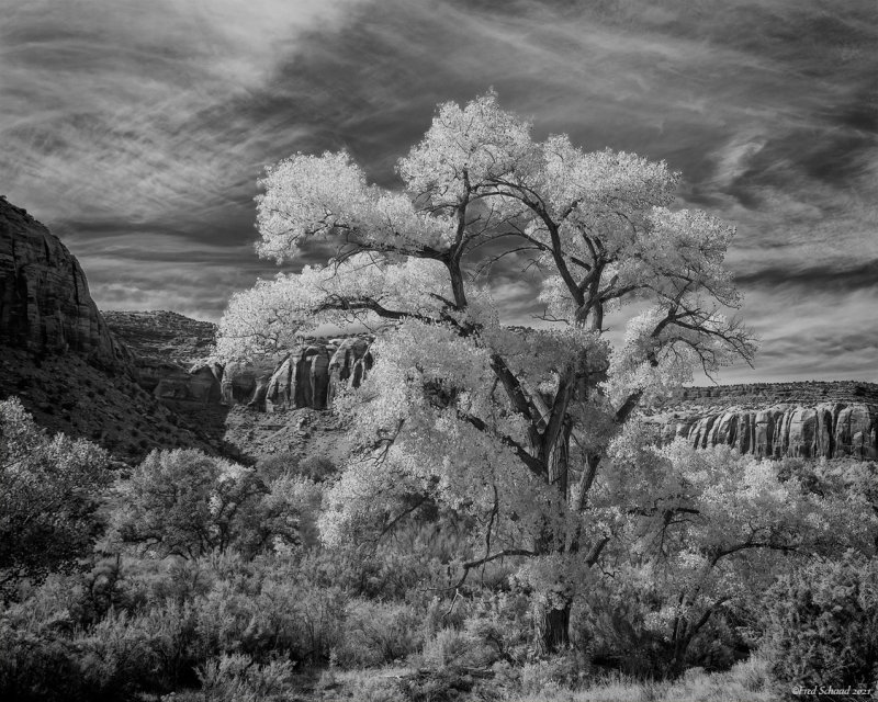 Black Cottonwood (B&W)