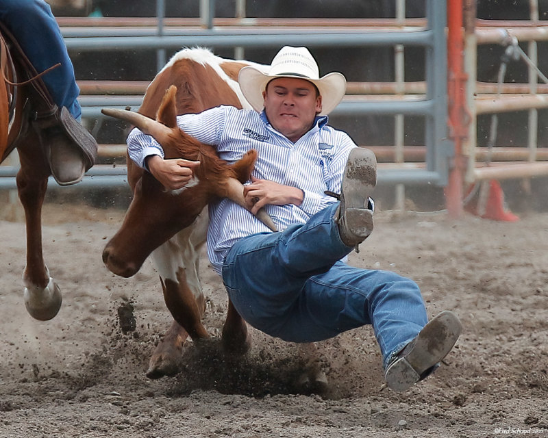 Steer Wrestler 2 of 3