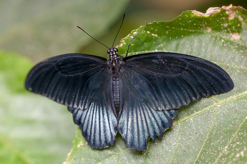 Great Mormon (male) - Papilio Memnon