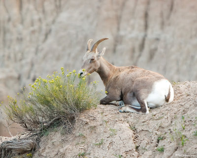 Pronghorn