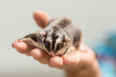 Sugar Glider