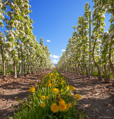 Orchard Blooms II