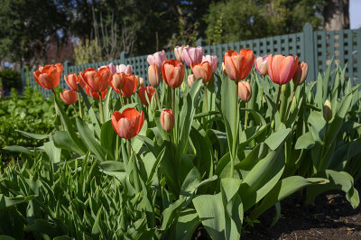 Tulips