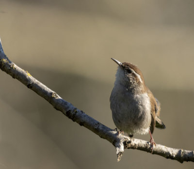 Bewick's Wren